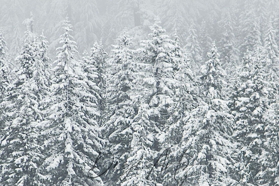 Mist And Snow In A Silent Winter Pine Forest Moody Landscape Poster - Image 6