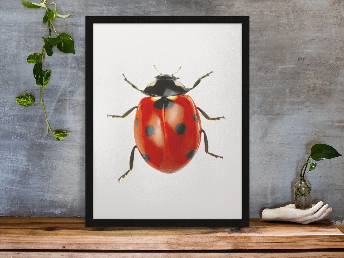 Ladybug Nursery Wall Art Girl Nursery Decor Bugs Kids Poster - Image 2