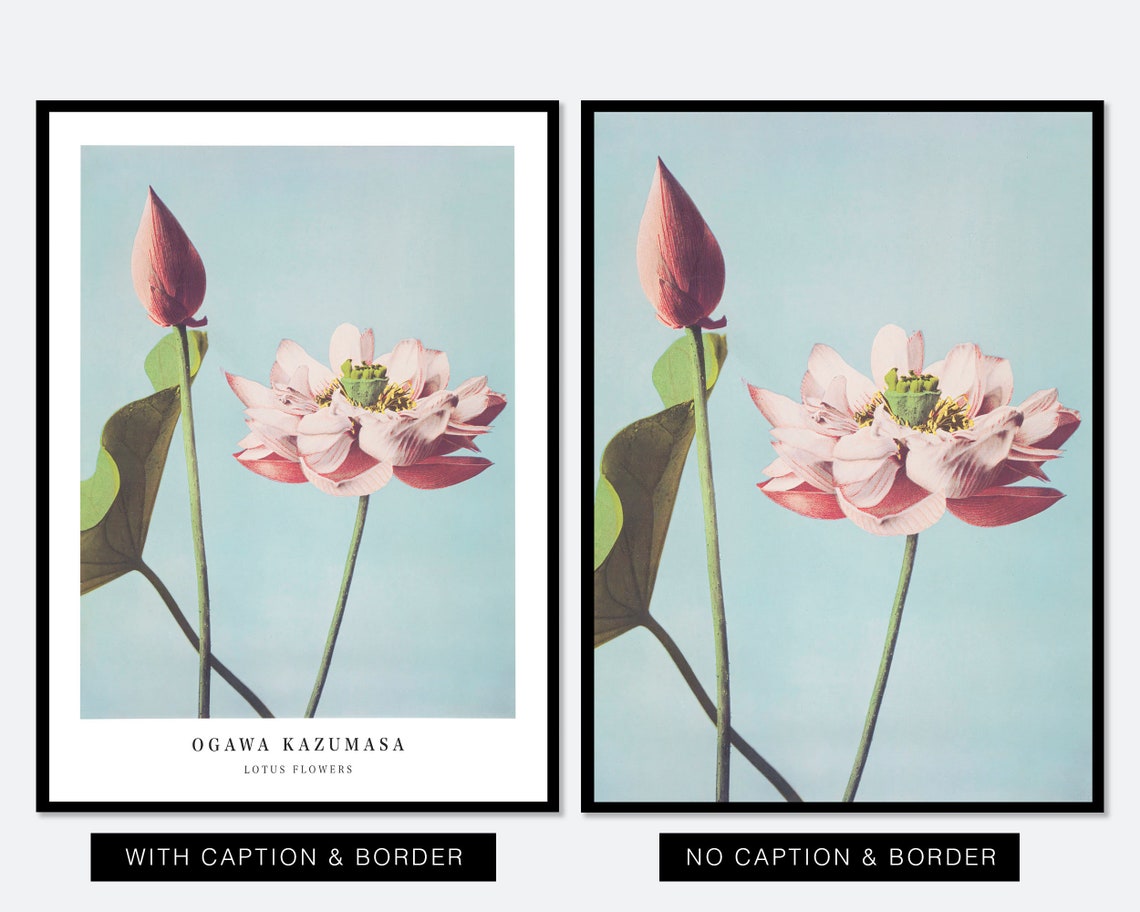 Ogawa Kazumasa Flowers Vintage Japanese Photograph Botanical Art Print Antique Floral Painting Poster Ok01