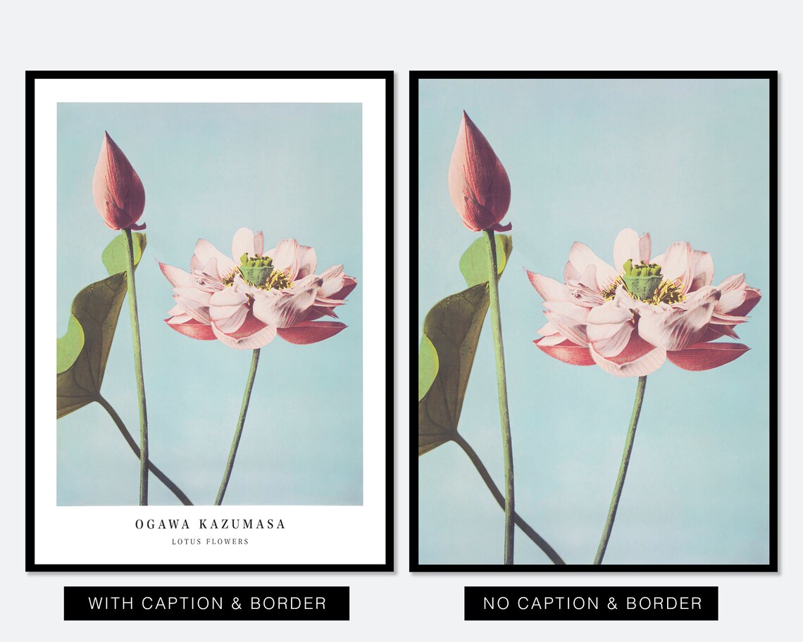 Ogawa Kazumasa Lotus Flowers Vintage Japanese Photo Art Poster