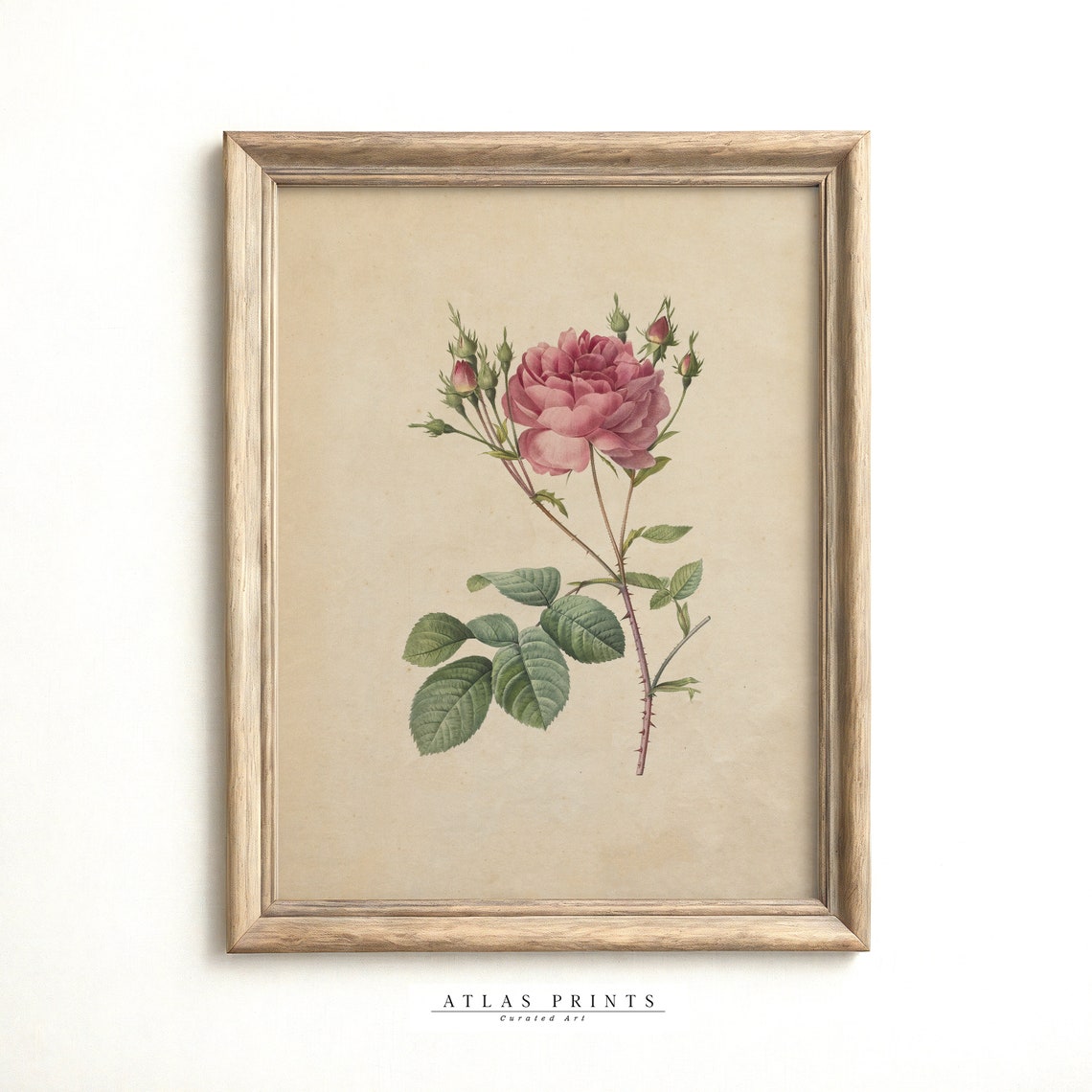 Vintage Pink Rose Botanical Illustration Single Bloom Wall Poster