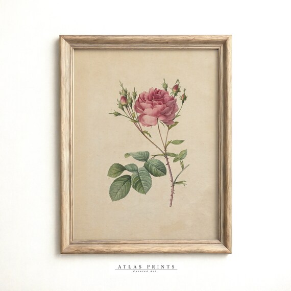 Vintage Pink Rose Botanical Illustration Single Bloom Wall Poster