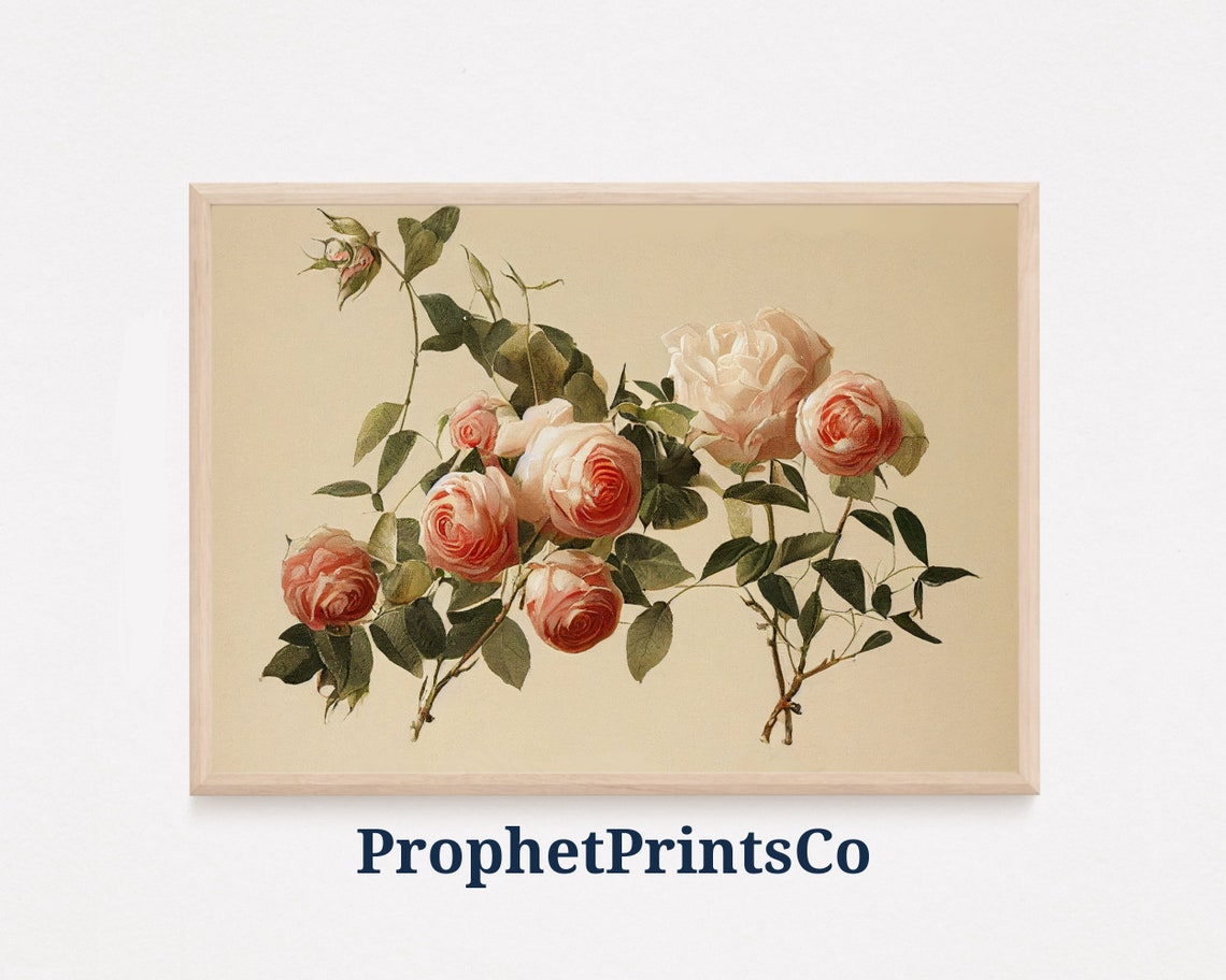 Vintage Pink Rose Botanical Illustration Cream Background Art Poster