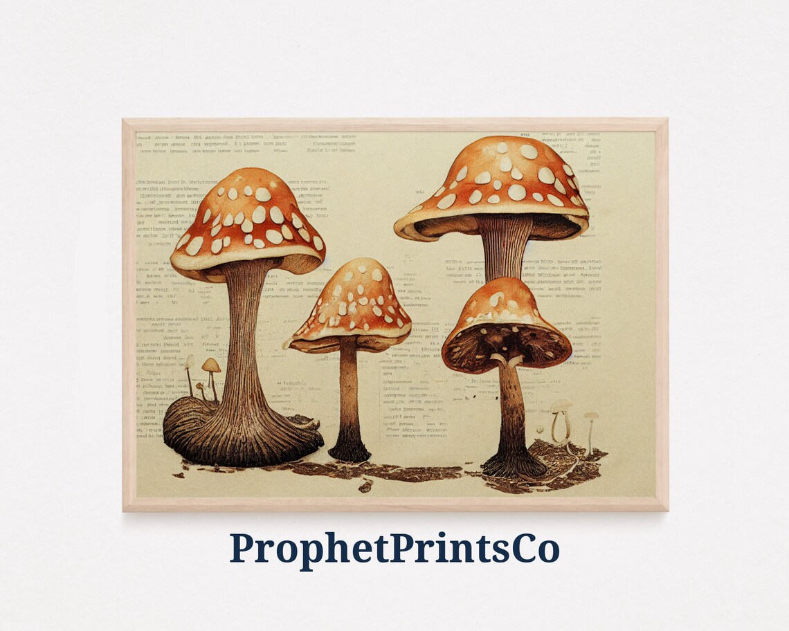Vintage Fly Agaric Mushroom Botanical Book Page Illustration Poster