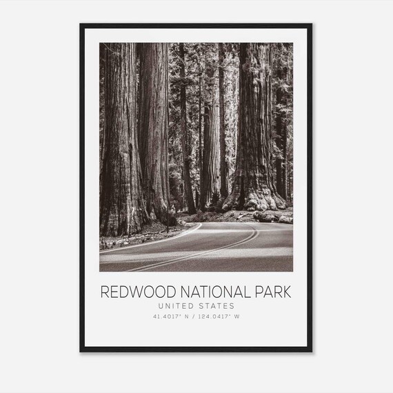 Redwood National Park Giant Trees Winding Forest Road Photo Poster