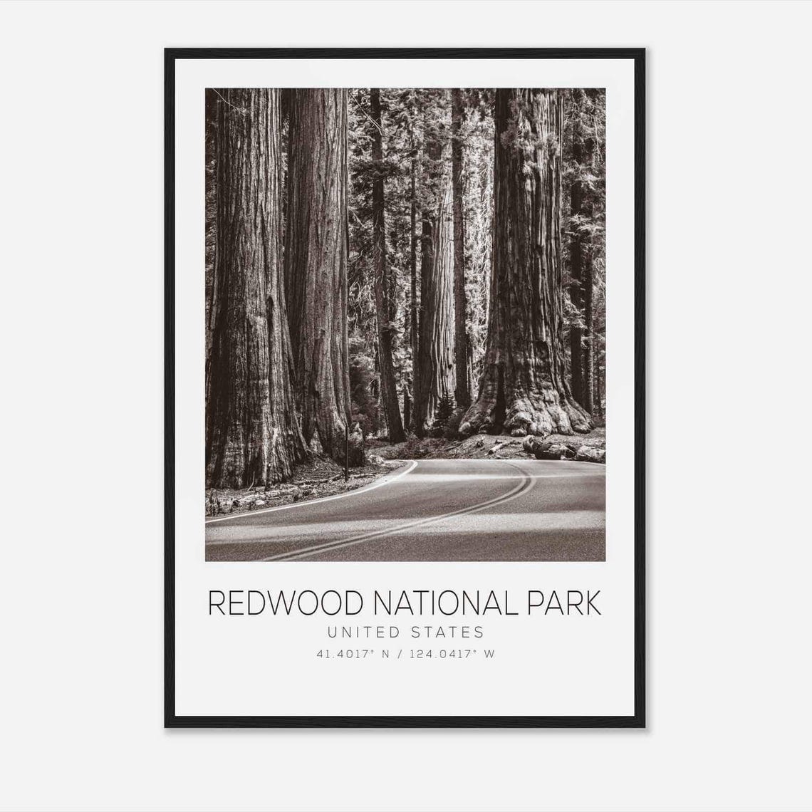 Redwood National Park Giant Trees Winding Forest Road Photo Poster
