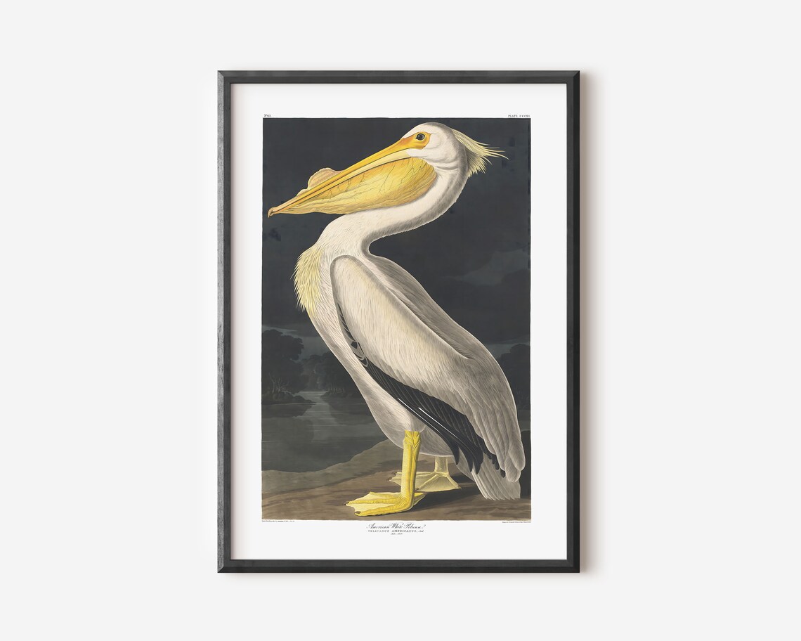 John Audubon Vintage Exhibition Poster, Retro Art