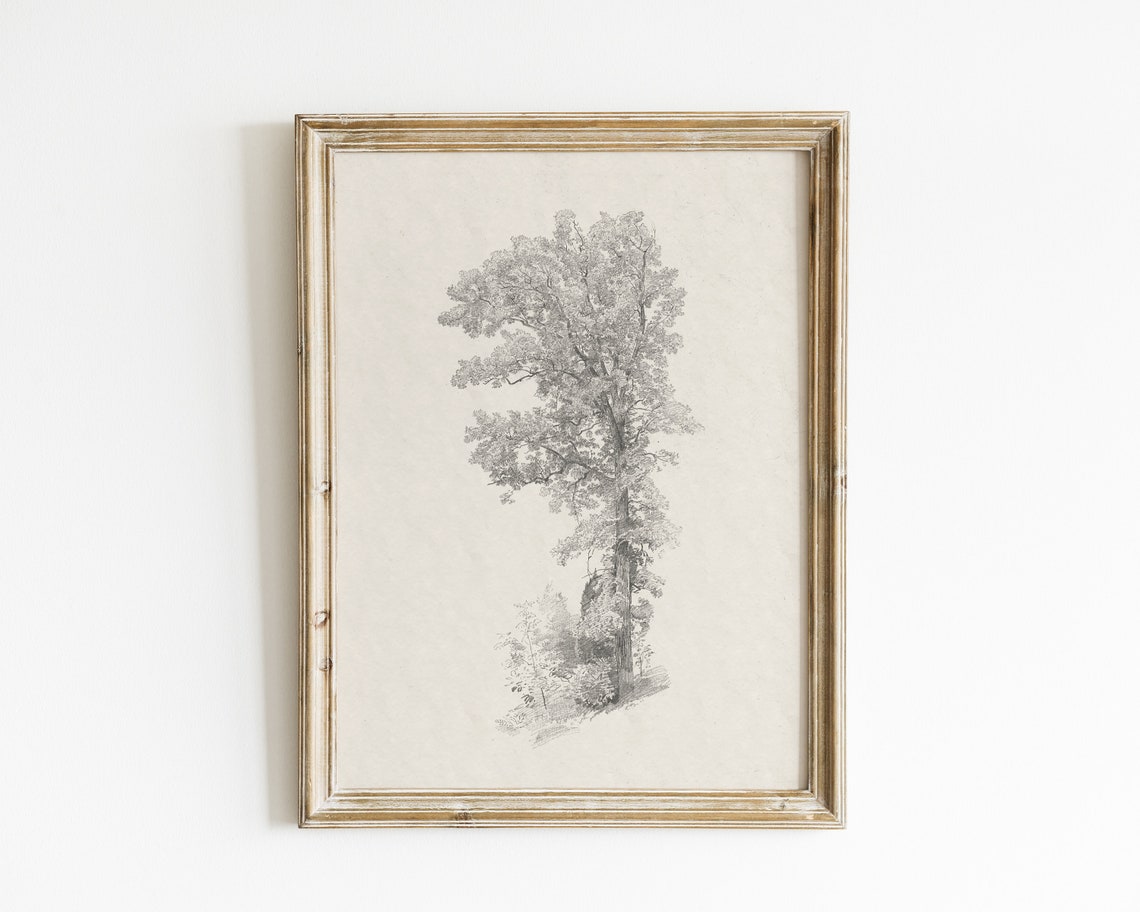 Tree Sketch - Vintage Botanical Art