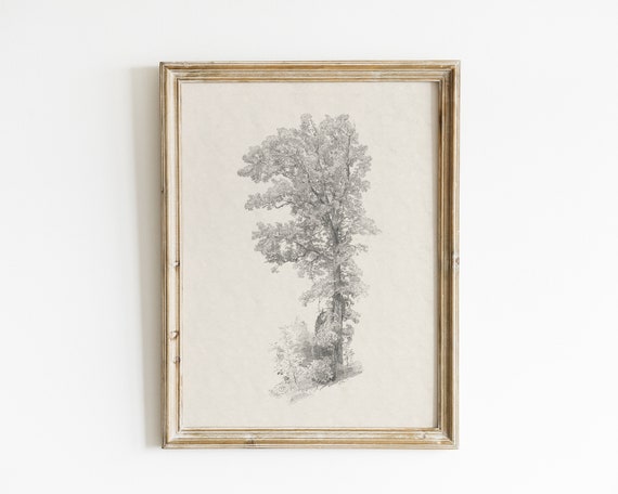 Tree Sketch - Vintage Botanical Art