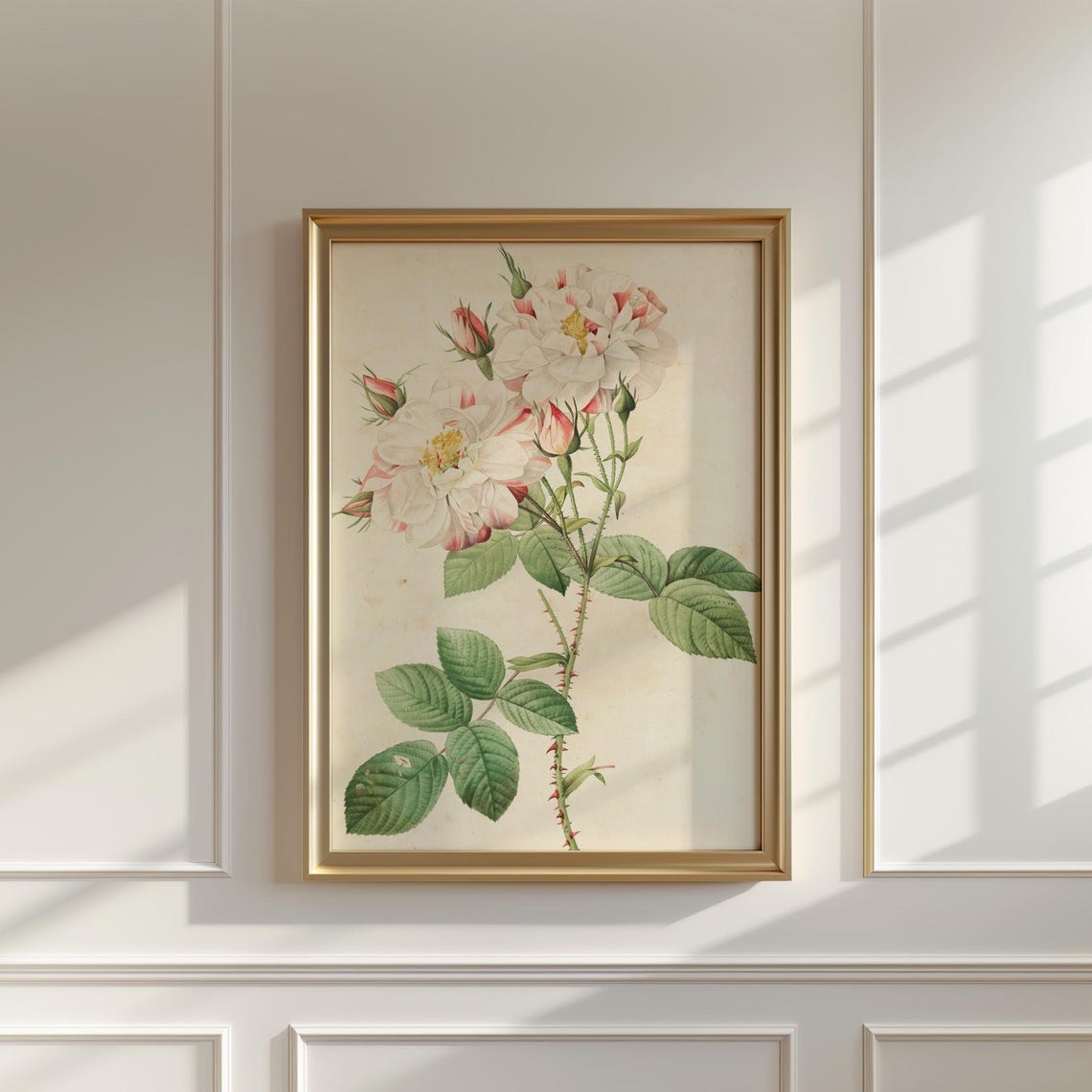White Cabbage Roses with Blush Buds Vintage Botanical Poster - Image 5