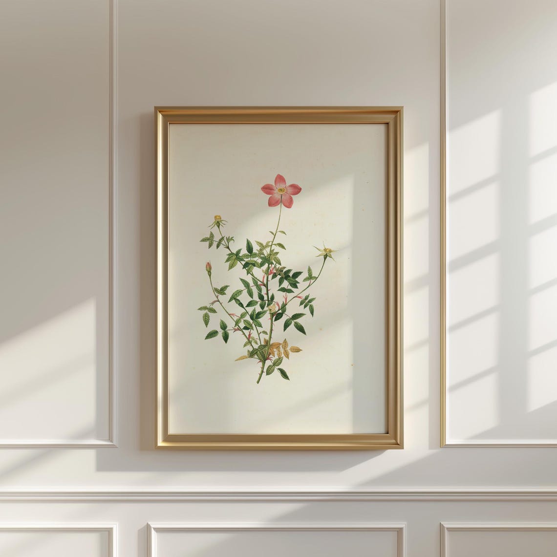 Single Pink Wild Rose On A Delicate Slender Stem Botanical Print - Image 5