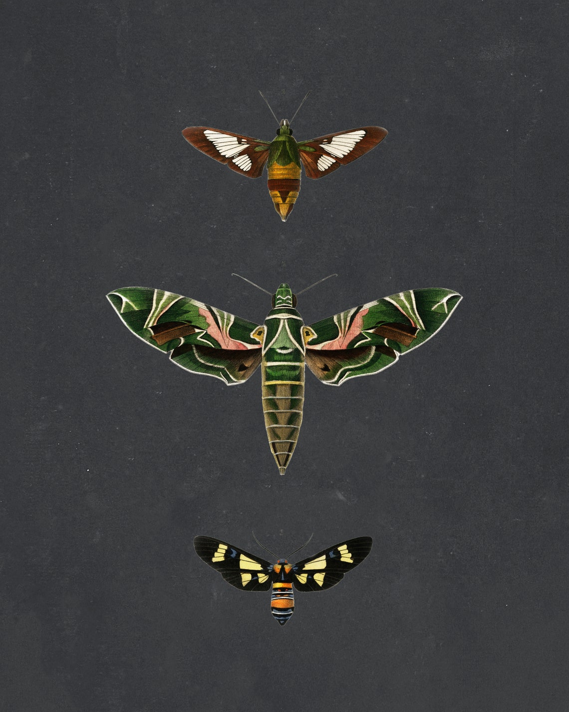 Vintage Moth Botanical Art Print, Nature Decor - Image 2