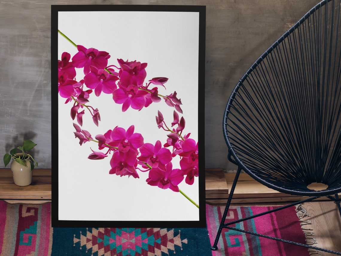 Magenta Orchid Flowers on White Minimalist Botanical Art Poster