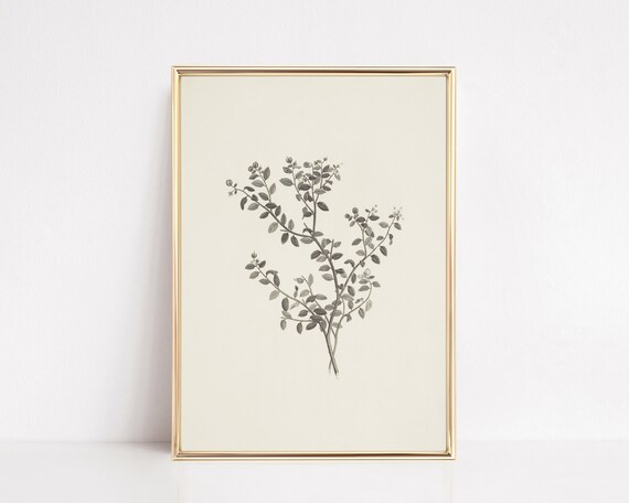 Vintage Botanical Print, Antique Sketch Farmhouse Decor