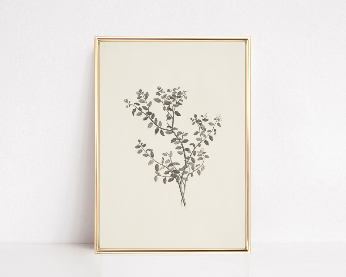 Vintage Botanical Print, Antique Sketch Farmhouse Decor