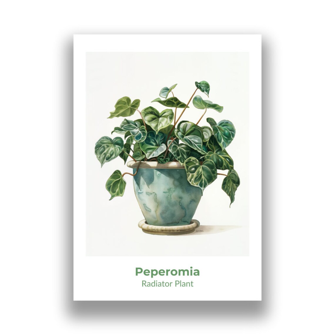 Peperomia Radiator Plant Potted Leaves Watercolor Botanical Poster - Image 2
