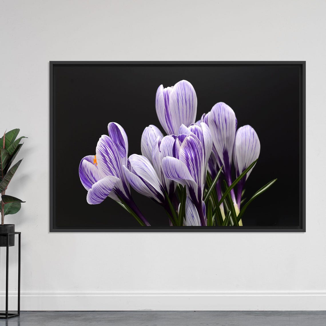 Purple Crocus Flowers Macro On Black Modern Floral Art Poster