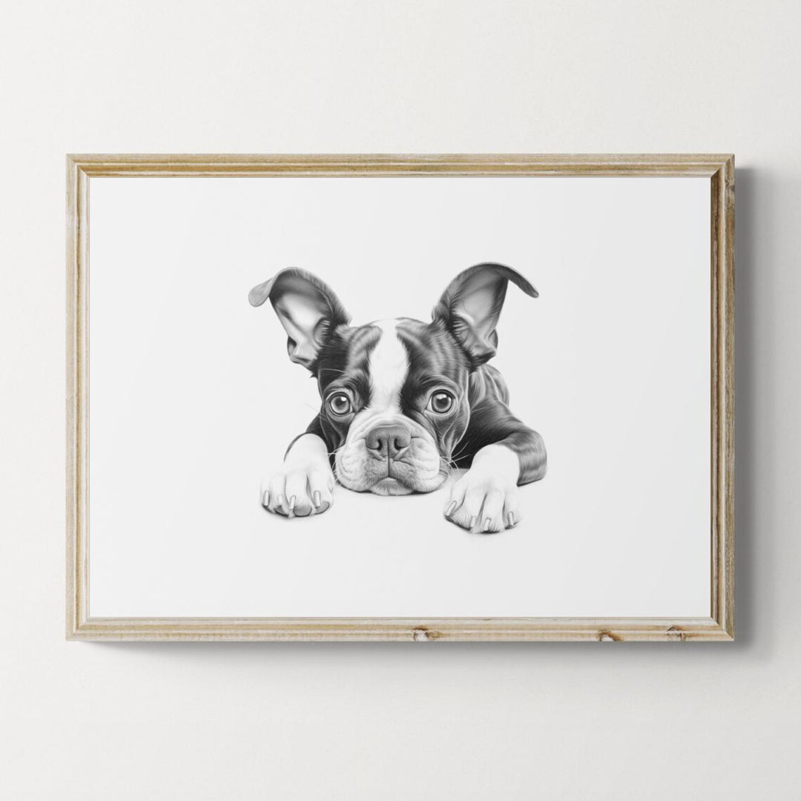Boston Terrier Puppy Tuxedo Companion Dog Pencil Sketch Portrait Print