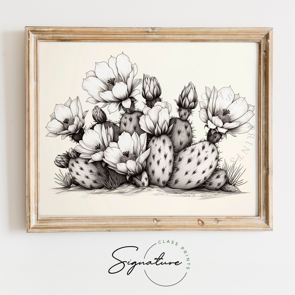 Prickly Pear Cactus In Bloom Desert Botanical Sketch Art Poster