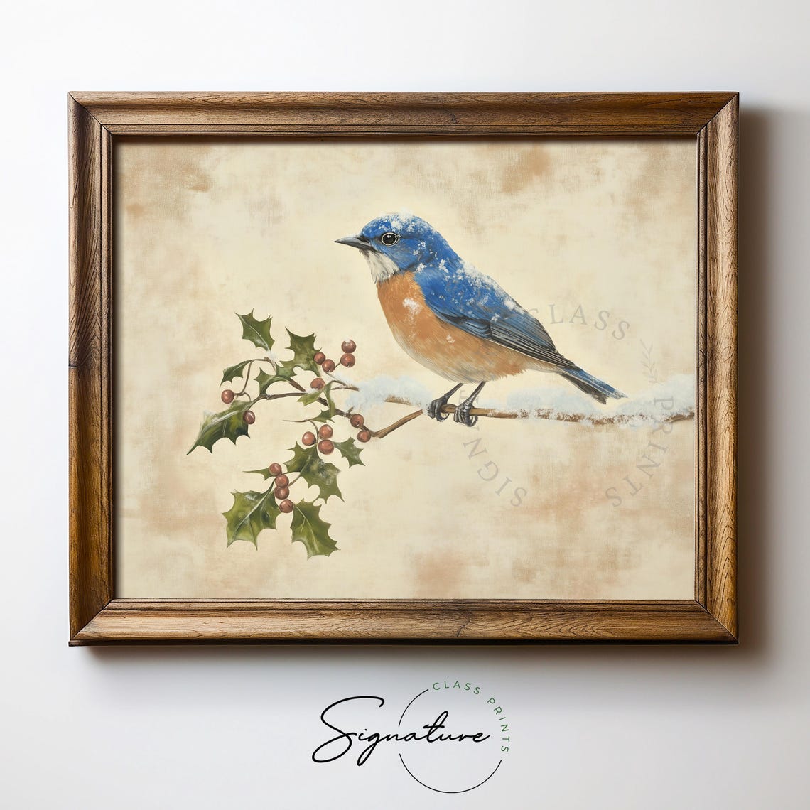 Western Bluebird on Snowy Branch With Red Holly Berries Poster - Image 5