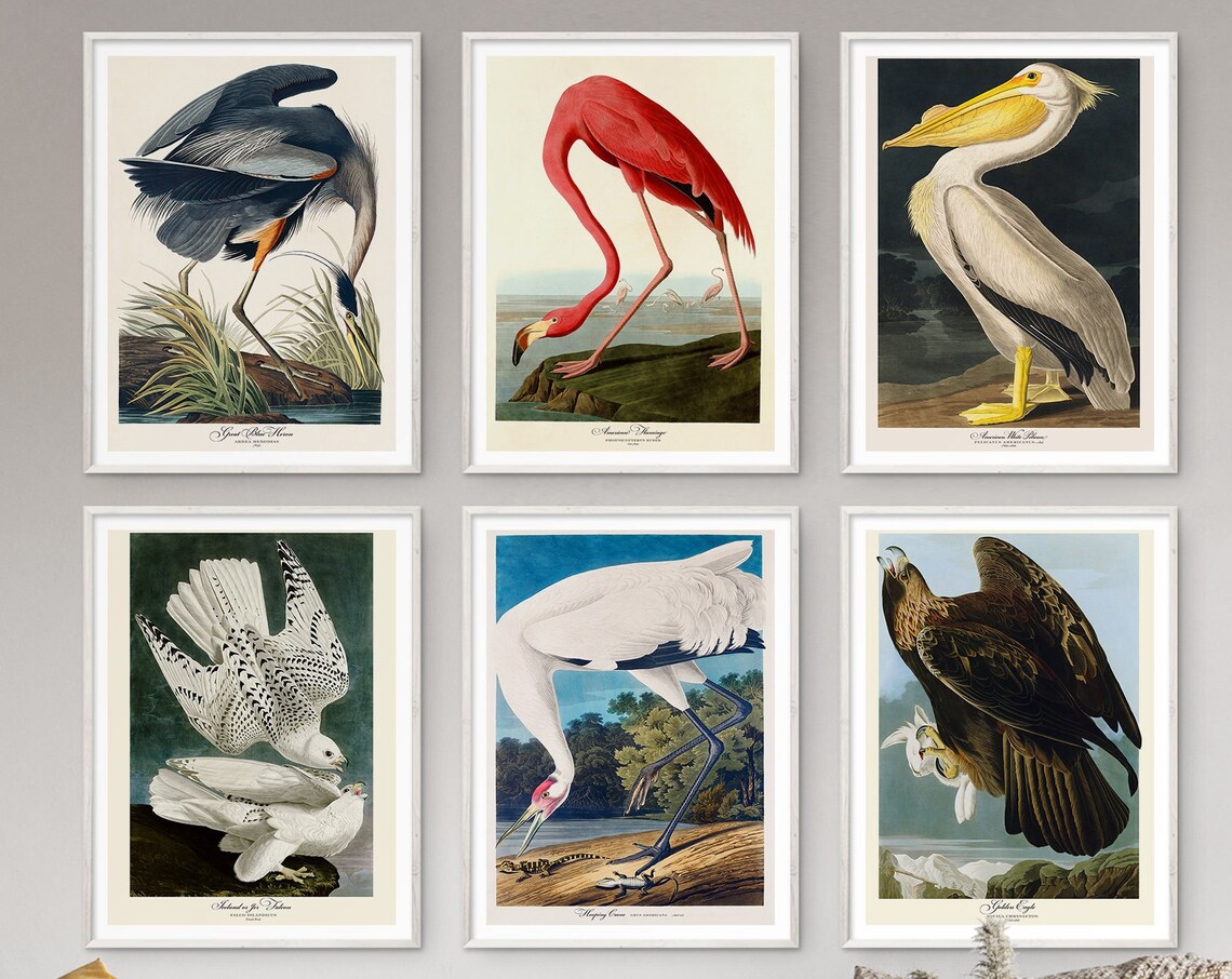 White Falcon Pair Bird of Prey Vintage Natural History Poster - Image 7