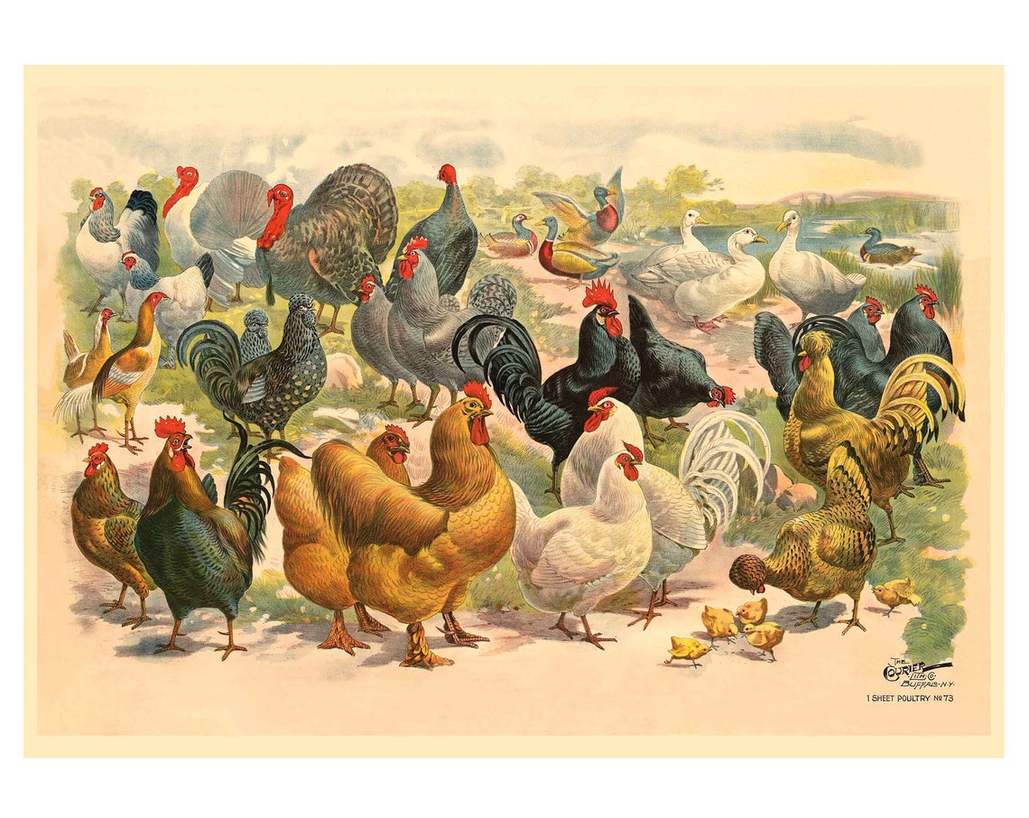 Vintage Poultry Chart Chickens Turkeys Geese and Ducks Poster
