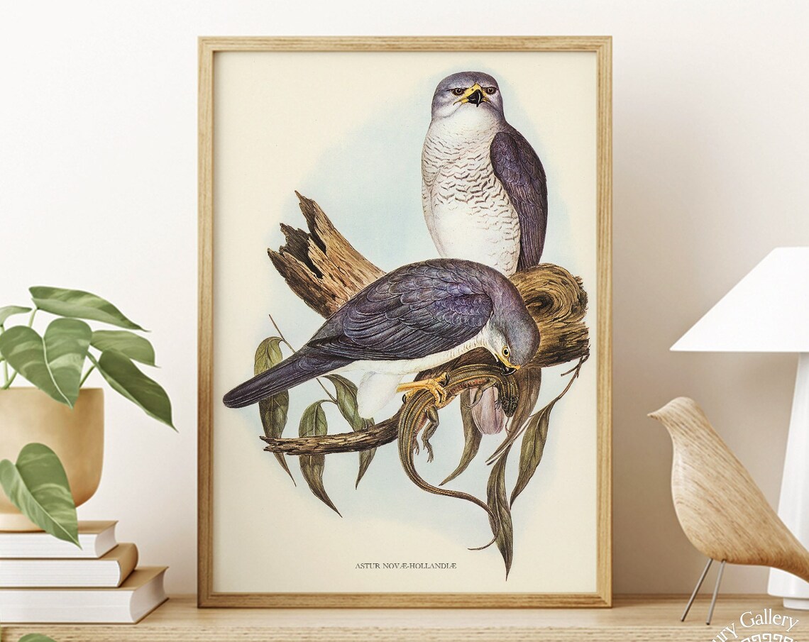 Vintage Grey Goshawk Pair Antique Bird Of Prey Ornithology Print