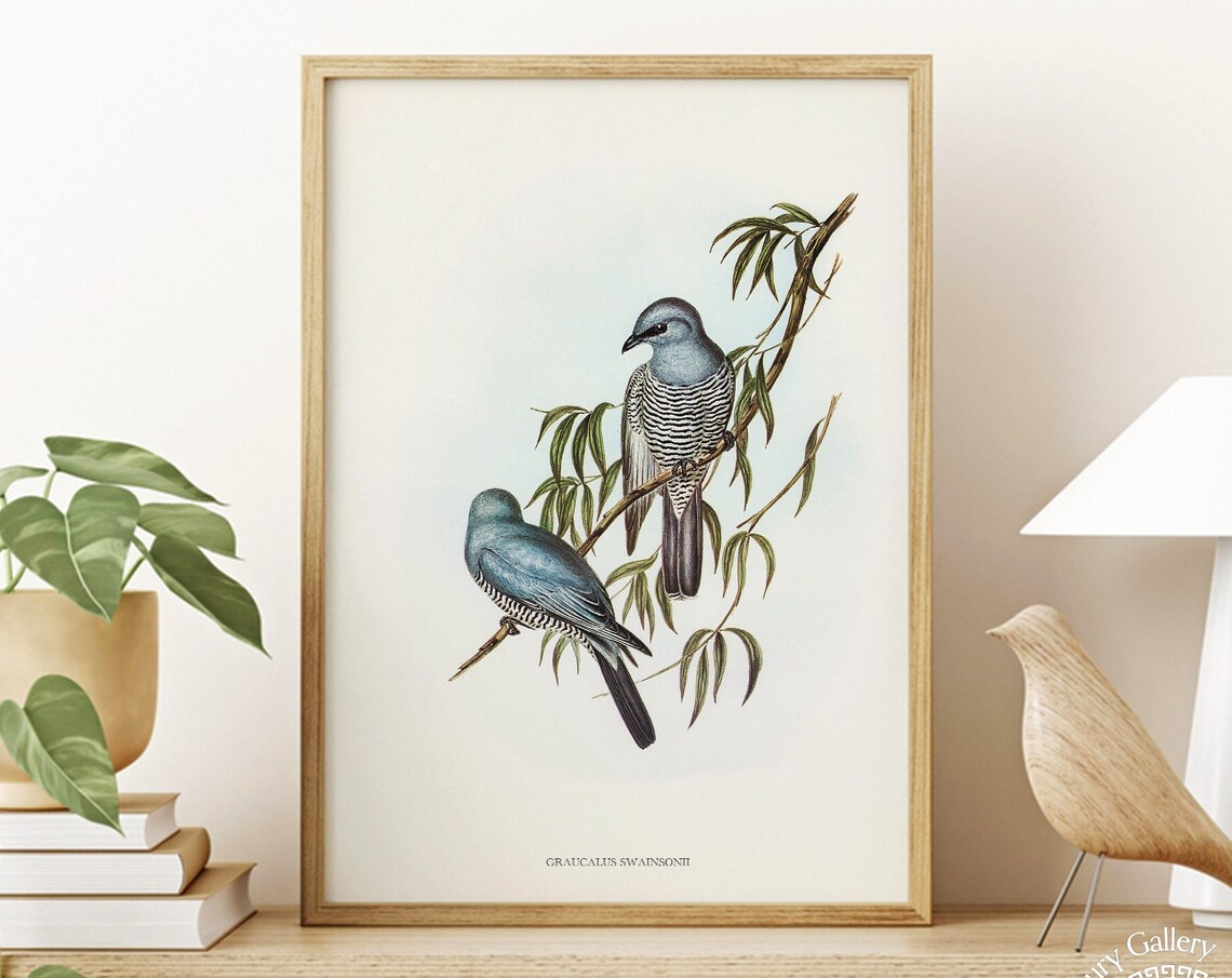 Vintage Swainson's Cuckoo-Shrike Pair Antique Ornithology Art Print