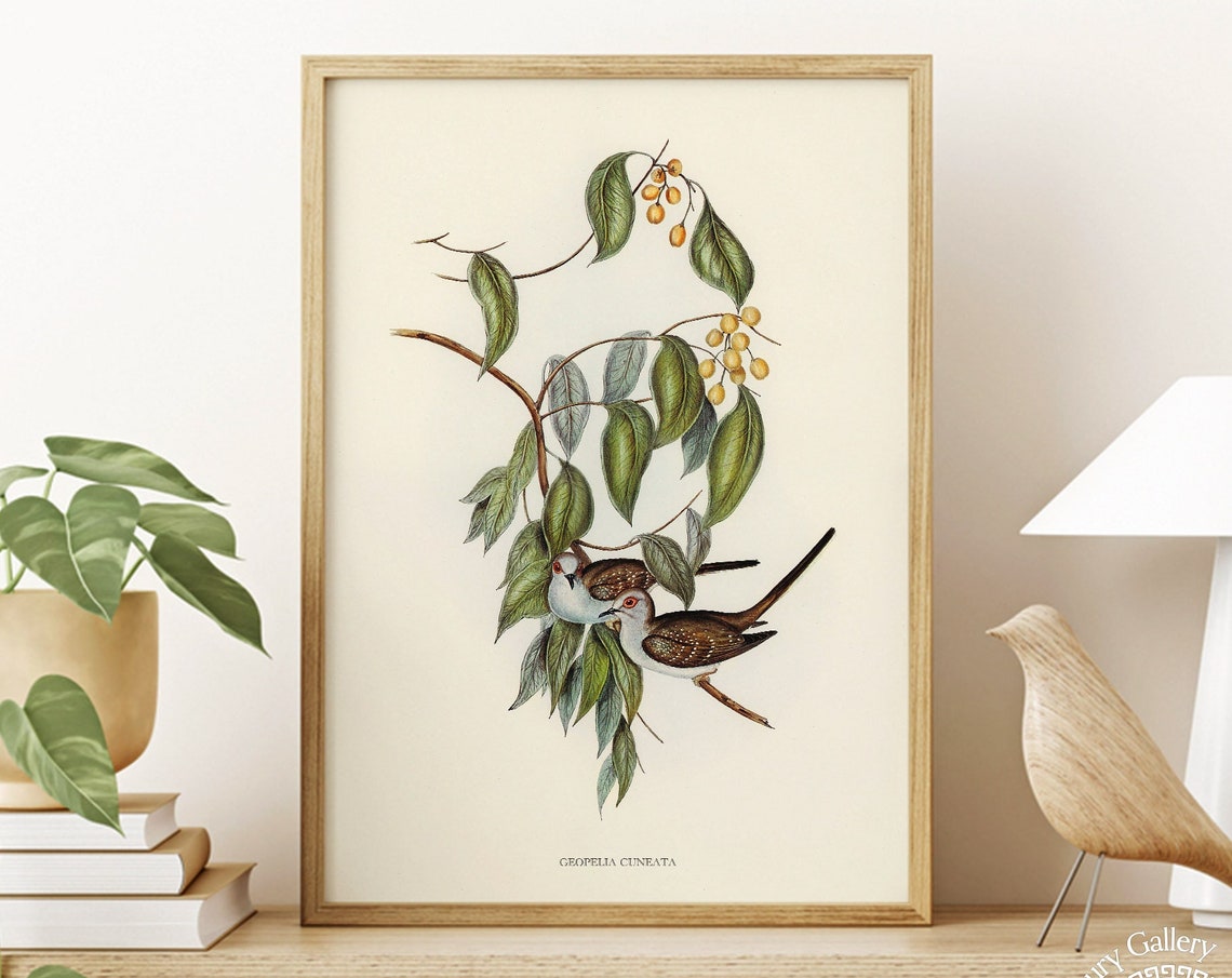 Vintage Diamond Dove Pair Antique Ornithology Bird Illustration Print