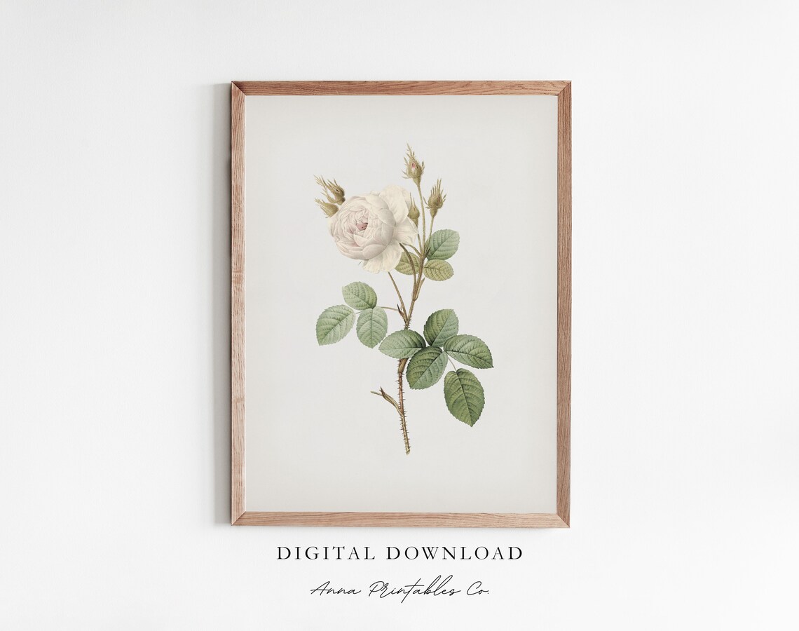 White Rose Antique Rose Illustration, Vintage Botanical Art