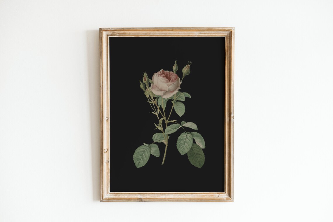 Blush Pink Rose on Black Vintage Botanical Illustration Decor Poster - Image 2