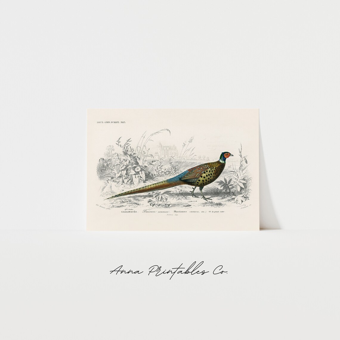 Vintage Pheasant Naturalist Illustration Art Print