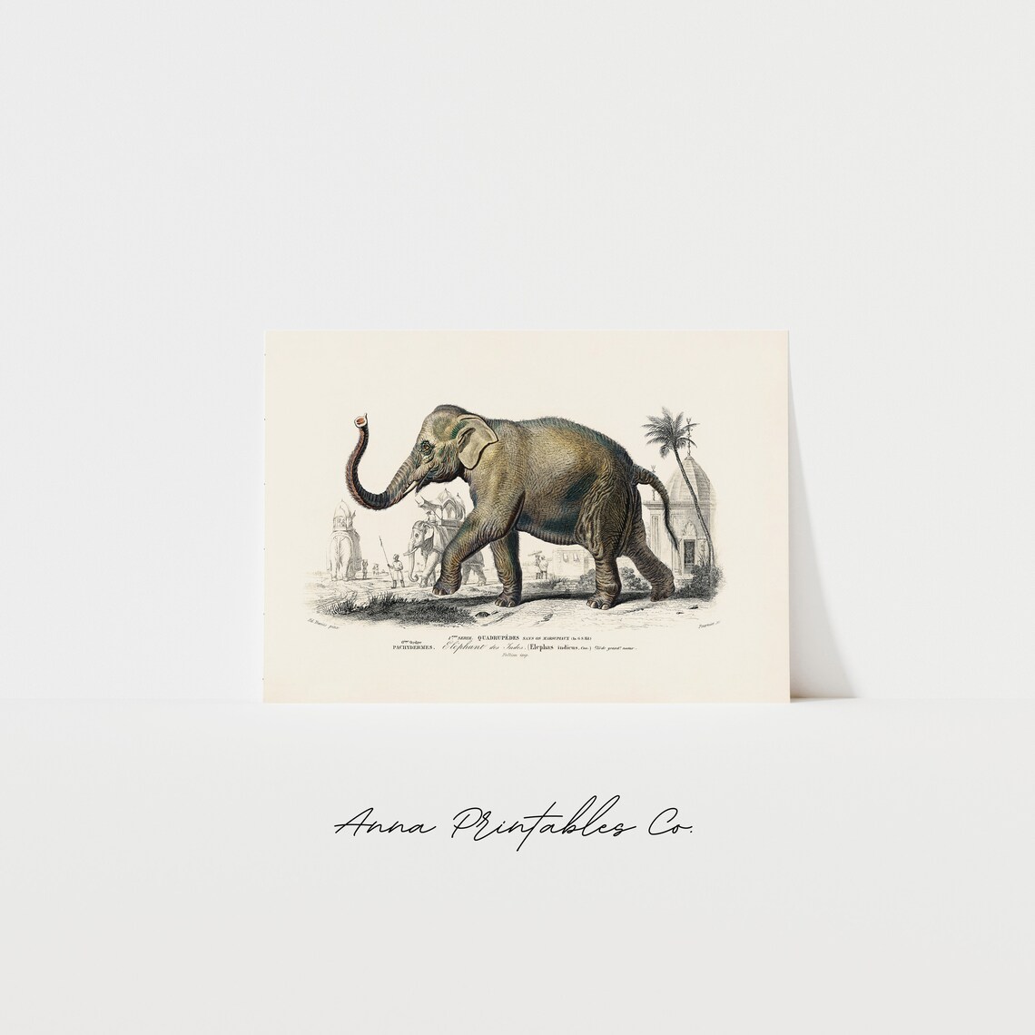 Vintage Asian Elephant Illustration, Animal Art Print