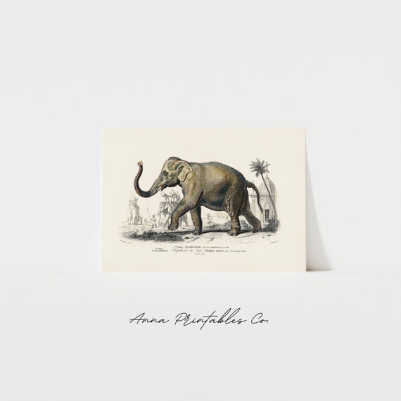 Vintage Asian Elephant Illustration, Animal Art Print