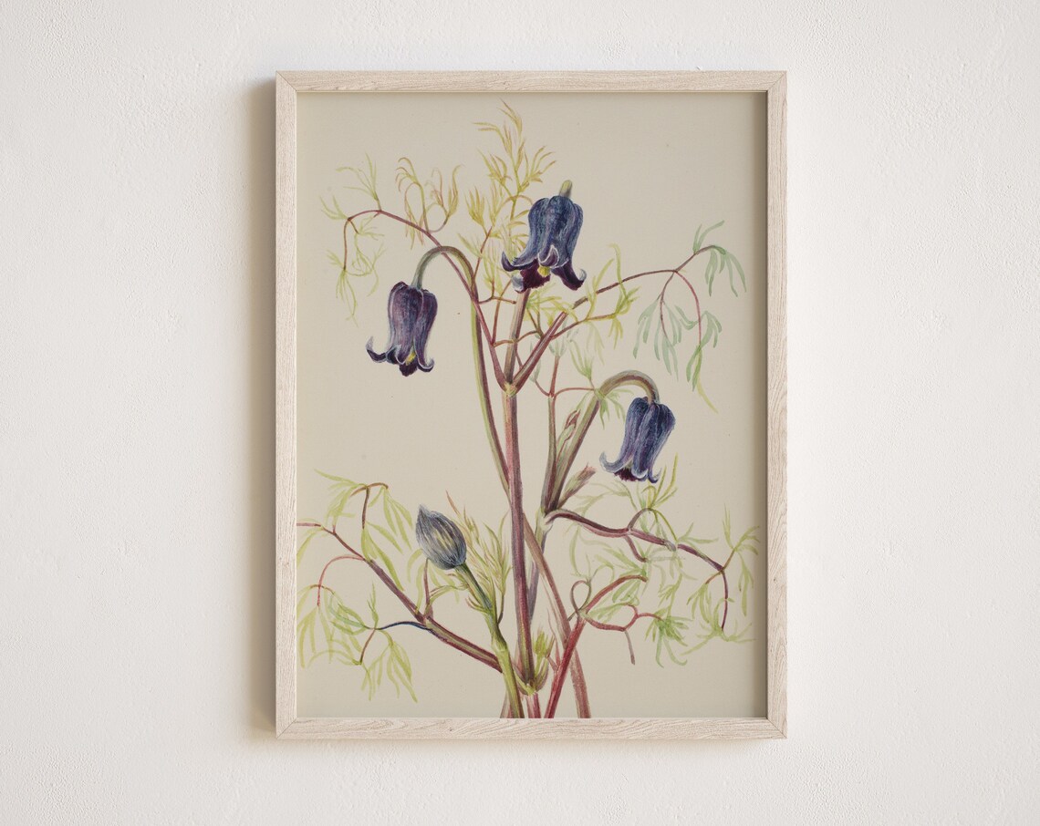 Antique Clematis Flower Botanical Vintage Illustration Poster