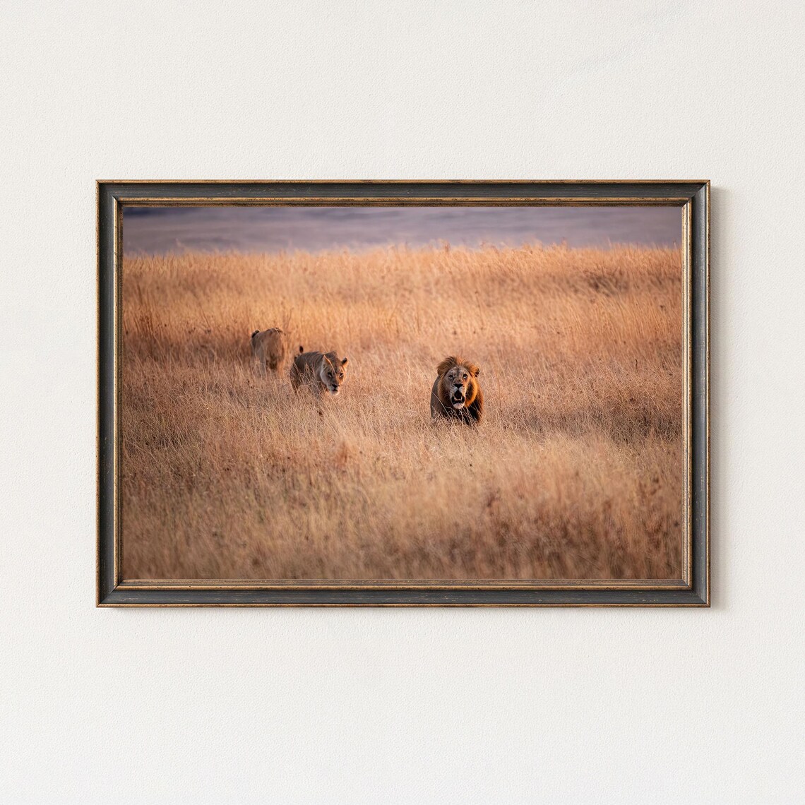 Lion Photography Print Lions Hunting Wildlife Art