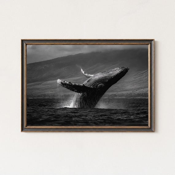 Humpback Whale Breach Black And White Wall Art