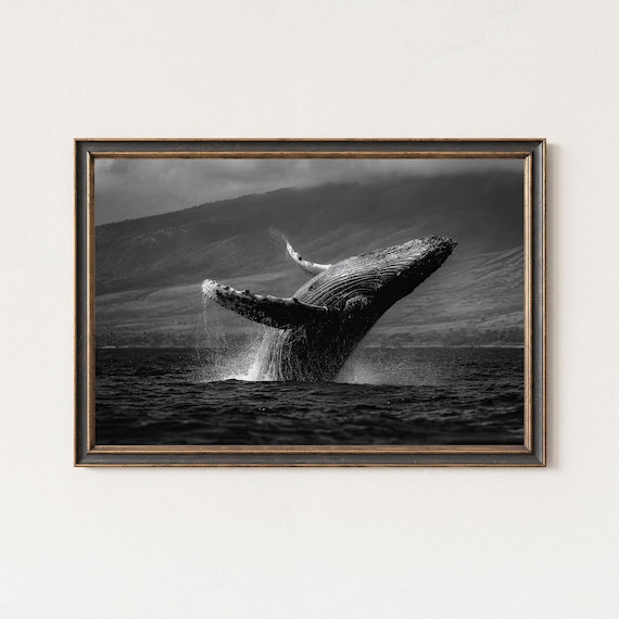 Humpback Whale Breaching Black And White Ocean Wildlife Poster