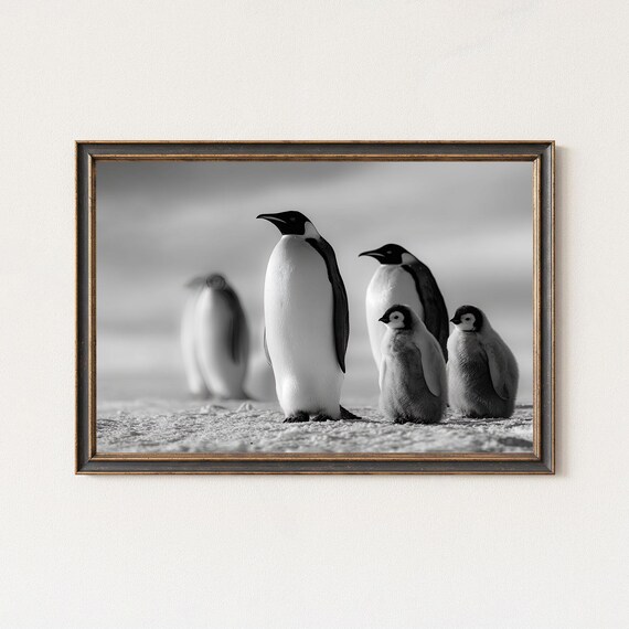 Emperor Penguin Family Black And White Antarctic Snow Poster