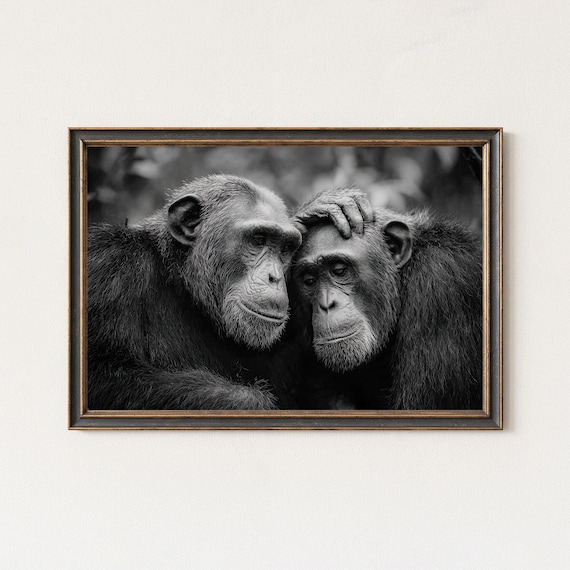 Two Chimpanzees Embracing Black And White Primate Bonding Photo Poster