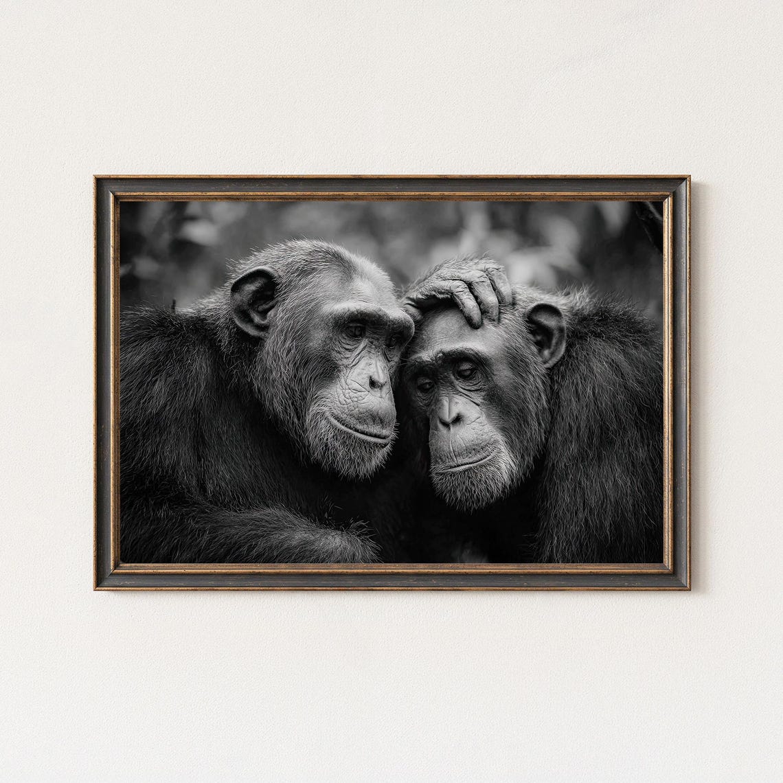 Two Chimpanzees Embracing Black And White Primate Bonding Photo Poster