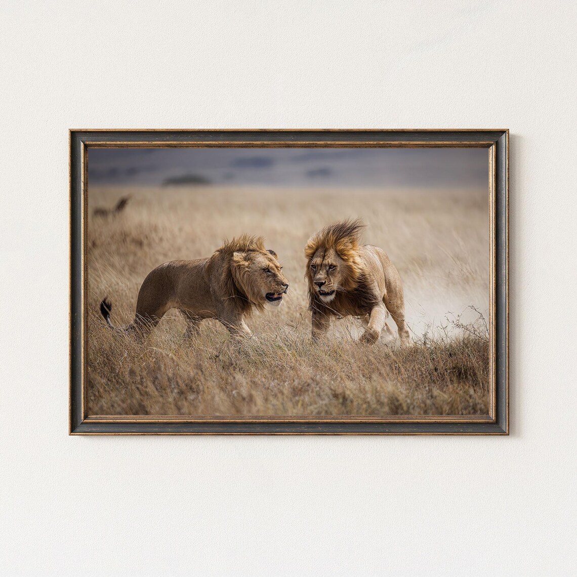 Lion Photography Print Fighting Lions Wildlife Art