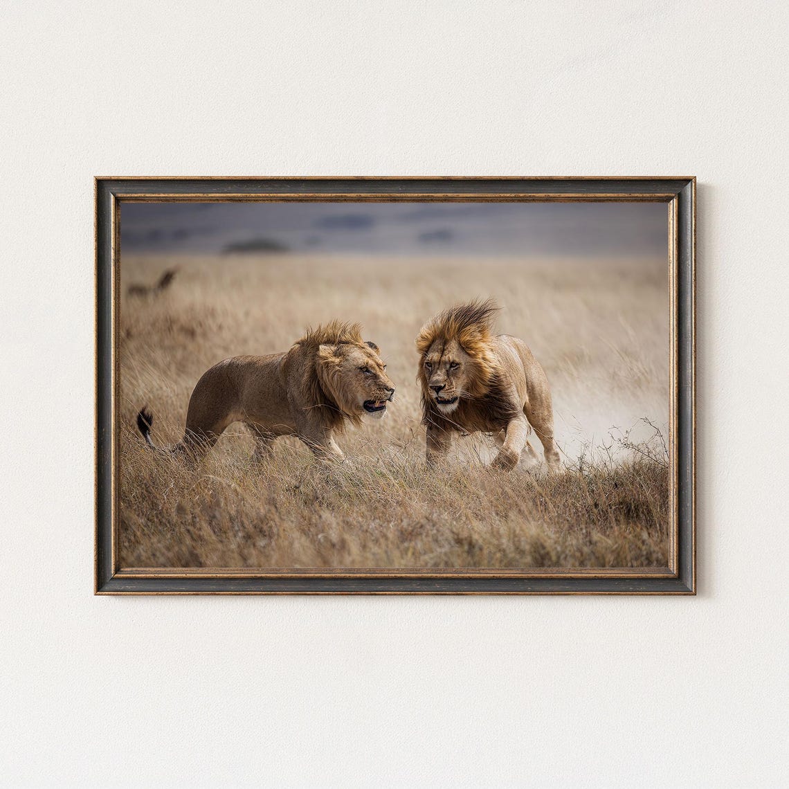 Two Male Lions Facing Off Dry Grass Savanna Wildlife Safari Poster
