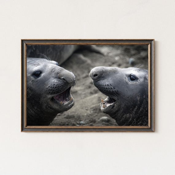 Elephant Seal Photography Print Wildlife Wall Art