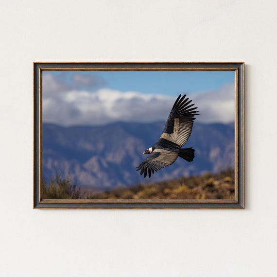 Andean Condor Photography Print Mountain Wall Art