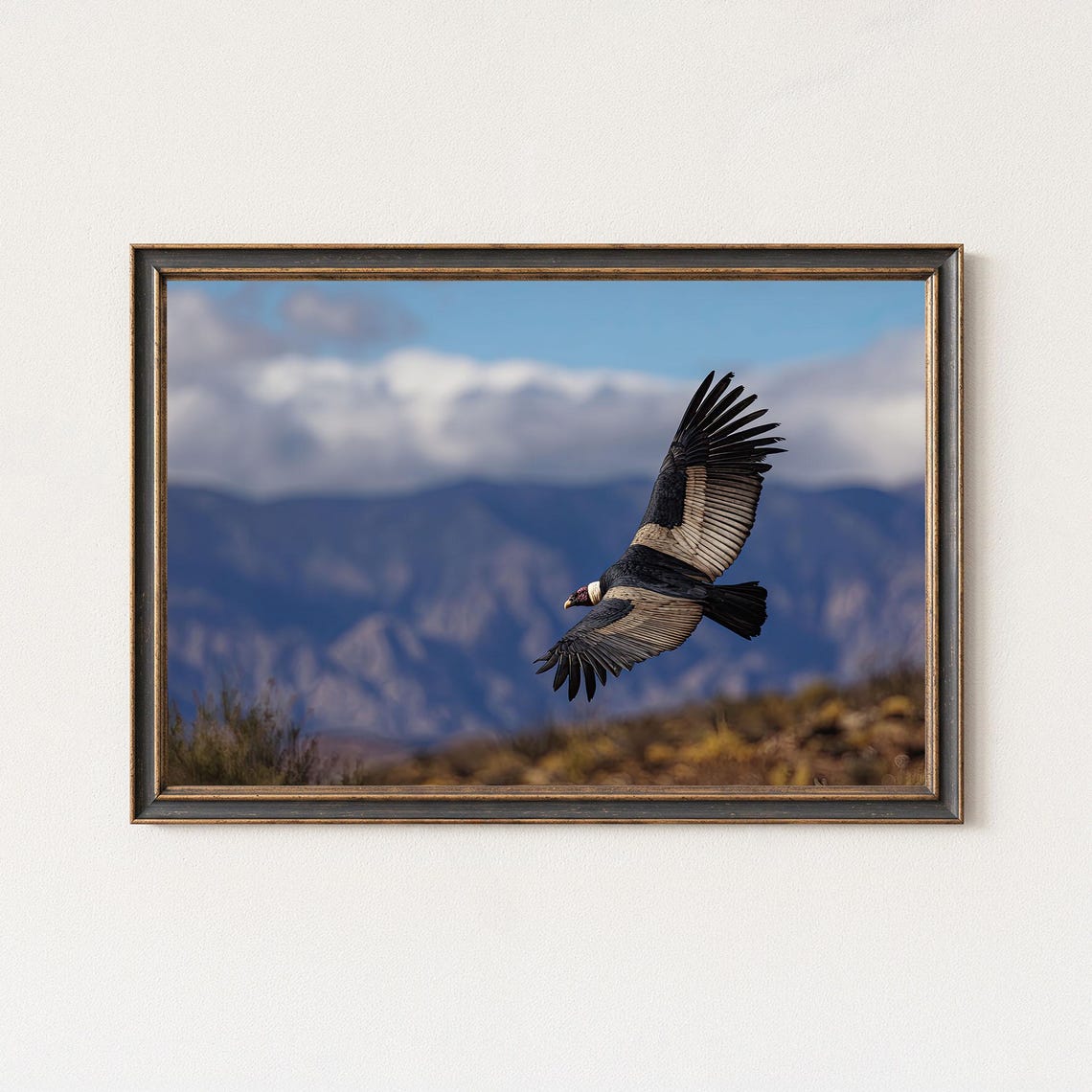Andean Condor Photography Print Mountain Wall Art