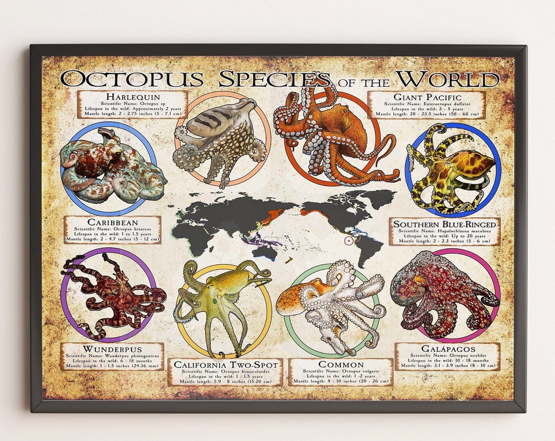 Octopus Species Of The World Poster Retro Octopus Lover Gift Octopus Art Print Education Wall Deco
