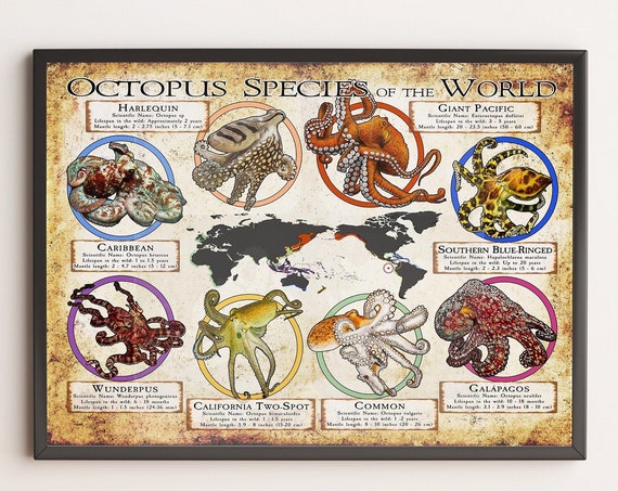 Octopus Species Of The World Poster Retro Octopus Lover Gift Octopus Art Print Education Wall Deco