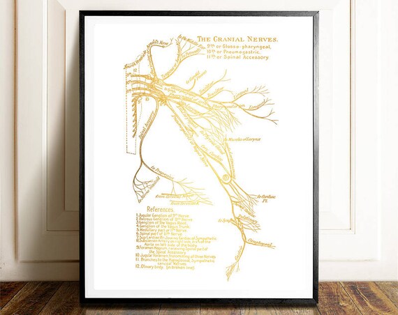 Neuroscience Art Gold Foil Print Neuron Art Greys Anatomy Medical Student Gift Cranial Nerves Brain Art Neurology Neurosurgery Gift