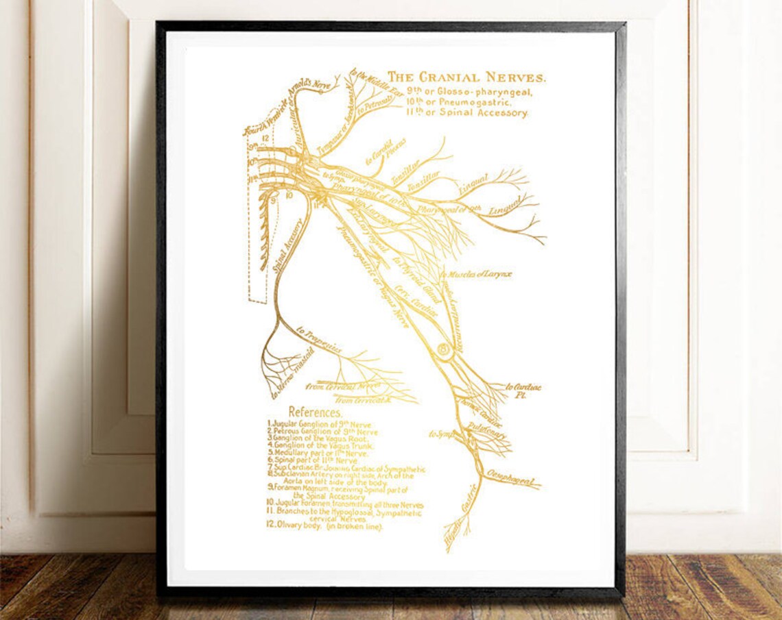 Cranial Nerves Anatomy Gold Foil Medical Neurology Decor Wall Art